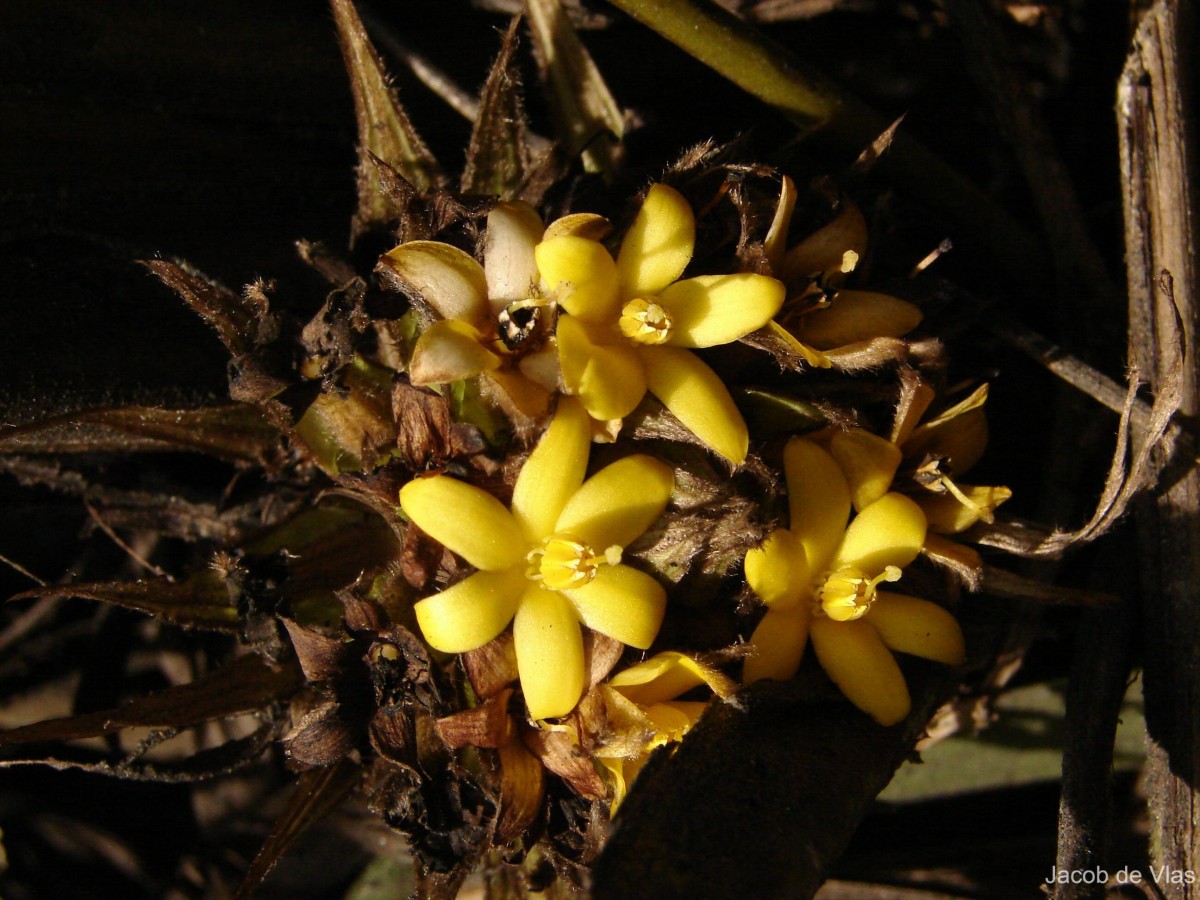 Curculigo capitulata (Lour.) Kuntze